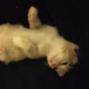 Meet your Posher, Angelina